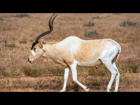 Addax: The Sahara's Rarest Antelope