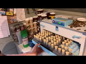 Caring for hatching queens in the incubator.