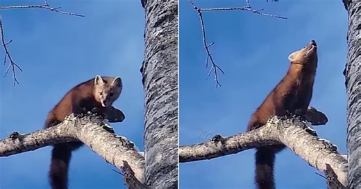 WATCH: Biologist Captures Rare Footage of Endangered American Marten Playing on a Tree in Wisconsin