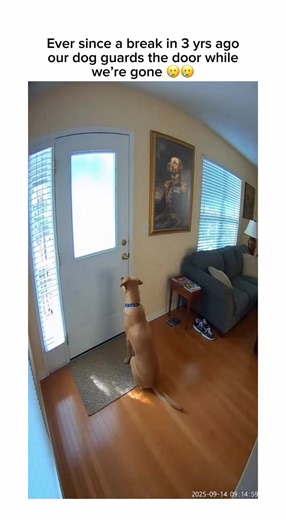 Such a good boy 🥲 #funnyvideos #dogs #pets #dogvideos #goodboy | dog video