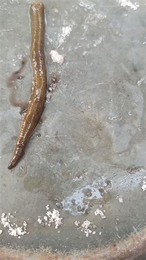 Never Put Salt on Leech. . #FacebookReelsContest #viralreelsfb #science #knowledge #facts #animalphotography #animallover #viral #trending #viralvideo | Facts' Mine