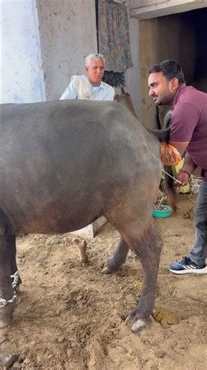 Ai in 1st timer buffalo #baffalo #cow