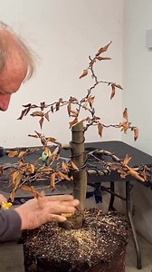 16K views · 531 reactions | American hornbeam turned into bonsai | David Easterbrook Bonsai | Facebook