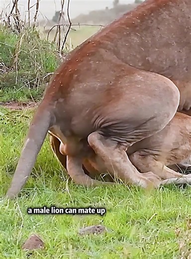 Lion Behavior and Facts: Wild Animal Overview