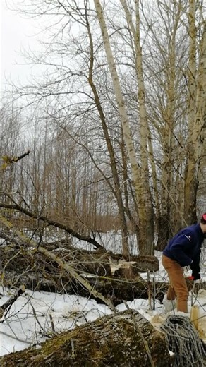 controlled tree felling using a winch