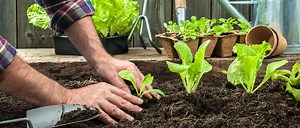 Quand et comment planter les choux ?