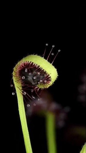 💚 12 HOURS TIMELAPSE DROSERA CARNIVOROUS PLANT EATING 💚