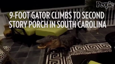9-foot alligator climbs stairs to porch, terrifies family