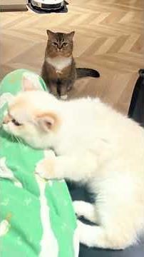 Funniest, Cutest,Most Hilarious Cats You'll See Today Jealous Cats, Funny Cat Fights & Viral Moments