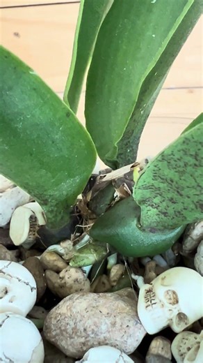 Is This a Psychopsis Spike? 🌱