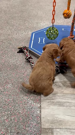 If you are looking for a loving cavapoo puppy, you are in the right place! Visit our website in BIO for more details ℹ️ #cavapoo #cavapoolove #cavapoos #cavapoogram #cavapoolovers | Rivers Edge Cavapoos