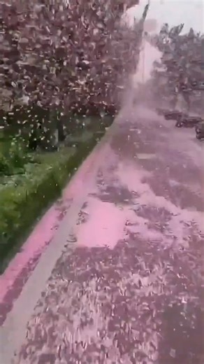 977K views · 18K reactions | Beautiful Sakura in Japan  | Japan Moments | Facebook