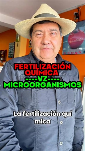 LA FERTILIZACIÓN QUÍMICA MATA LOS MICROORGANISMOS DEL SUELO? 🤔🌱 Sí, el exceso de fertilización química puede reducir la población de microorganismos benéficos, afectando la vida del suelo. Por eso es importante usar dosis correctas, combinar con materia orgánica y aplicar biológicos como Trichoderma y Bacillus para mantener un suelo vivo y productivo. #IngeNan nuestro experto nos asesora #suelosano #microorganismos #agricultura #agroverdeec #organico #agronomia #cultivo #ecuador #riobamba_chim