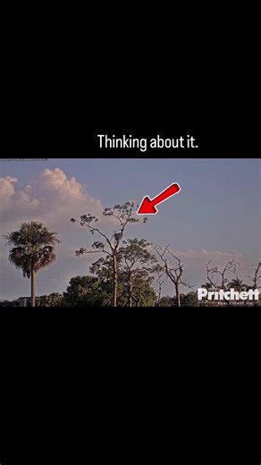 Eaglet takes first flight on Southwest Florida Eagle Cam