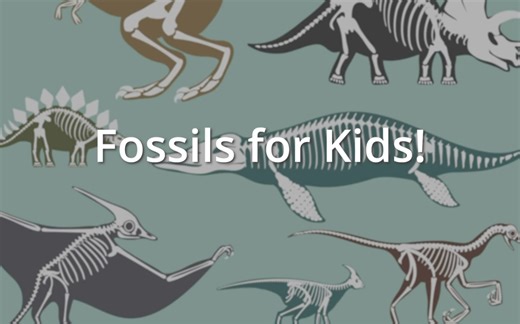 【SCIENCE FOR KIDS】儿童科学：Fossils 化石