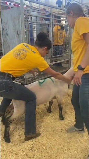 Shearing Competition Explained