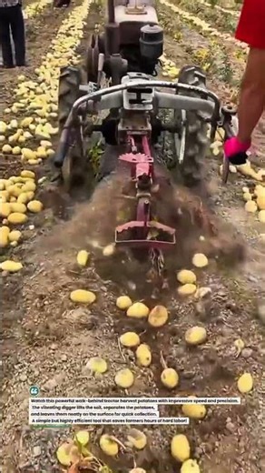 Powerful Potato Harvesting Machine in Action! 🚜🥔 #FarmTech #PotatoHarvest #AgriMachinery