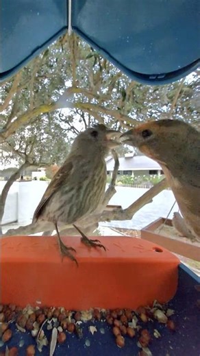 Things got a little dramatic… 🐦😂