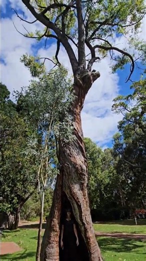 Nature's Doorway: Exploring Yanchep's Giants