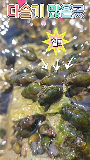 헐!! 올해도 엄청나다. 다슬기 계곡 2026.6.28일 현재 #다슬기 #다슬기많은곳 #청정계곡 #계곡물소리