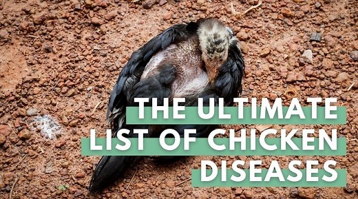 Chicken Diseases 101: Diagnosis, Prevention, And Treatment