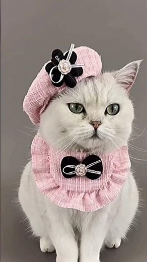 Cat Hat