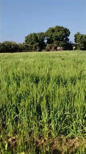 #🌾 #dance #ekmotahathighumechala #funny #26january #_ #_______full_support