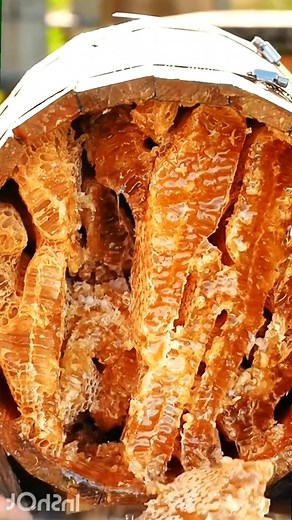 Harvesting Fresh Honeycomb Straight from the Hive! #honey #beehive #ytshorts #satisfying #shorts #yt #honeybee #flower #honey #bees #shorts | Mr. Bee