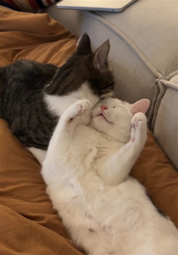 Essential Nighttime Cat Cleaning Routine for Owners