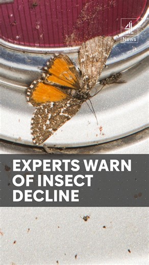 14K views · 56 reactions | Bug experts say an “alarming” drop in...