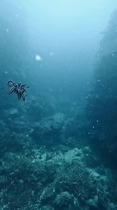 175K views · 1.8K reactions | They may look like a feather duster, but Featherstars are actually a fascinating marine creature, a type of crinoid. This mesmerizing movement with their feathery arms is how some are able to move around 襁✍️ IG 'masterreefguides' 'brittwassing__'#marinelife #scubadiving #ocean | PADI | Facebook