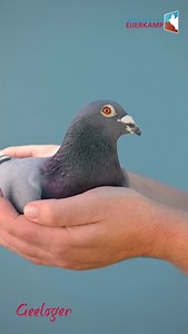 Geeloger 💛 Winner of: 1. Nat. Ace pigeon All-Round KBDB Old & Yearlings 2023 3. Nat. Ace pigeon KBDB World Best Pigeon FCI 2023 Grandfather of: 4. Provincial Ace Youngsters 2025 9. Provincial Ace Youngsters 2025 15. Provincial Ace Youngsters 2025 103. and 119. Final Pattaya Grand Prix 2026! 🧡 This is only the beginning, we can’t wait to see even more outstanding results from his offspring in the future. www.eijerkamp.com | Eijerkamp Pigeons