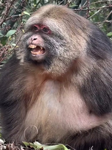 Angry Monkey: A Heartfelt Moment