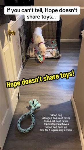 She’s so proud of herself when she has all the toys! tripod dog viral 3 legged dog must haves tripod cat must haves tripod dog must haves tripod dog back leg tips for 3 legged dog owners #rescuedogarmy #rescuedogarmy❤️ #tripoddog #3leggeddog #dogtoy