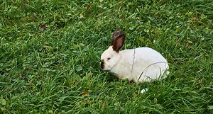 Everything You Need to Know About the Californian Rabbit
