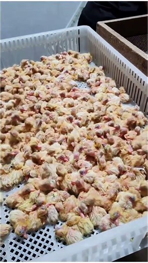 White King Pigeons Farming #whiteking #whitekingpigeon #whitekingfarming #pigeonfarming #pigeonfarme