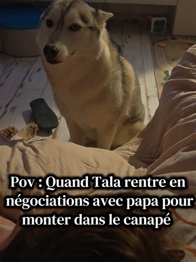 Quand Tala rentre en négociations avec papa pour monter sur le canapé 🤣 Sound 🔊 #dogs #dog #husky #papa #calin