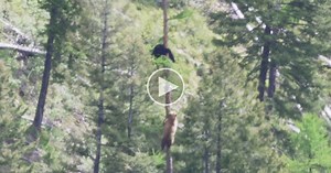 If You’ve Never Seen How Fast Bears Can Climb Trees You Need to See This