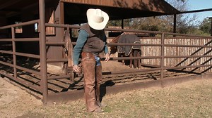Why do cowboys wear chaps? | Cameron Horsemanship