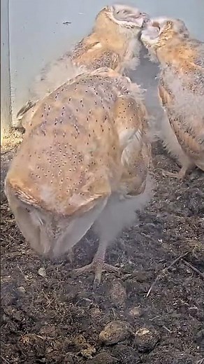 So Cute! 🥺 Tiny Owl Sounds 🎶