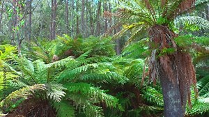 Australia tree fern in native forest of Tasmania