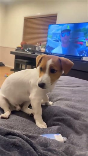 Cat plays with a toy mouse, dog thinks it’s real 🐱🐶 #cat #dog #fyp #Funny #viral