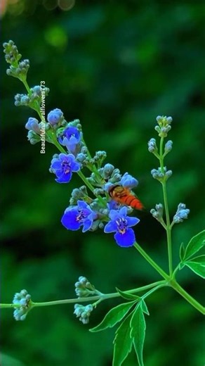 Beautiful Flowers 4K UHD | Relaxing Nature Video,