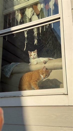 Two cuties are waiting for me by the window. #cat