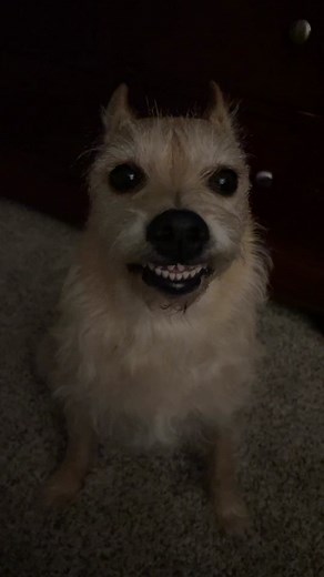 Fluffy Terrier Mix Dog Sitting Happily on Carpet