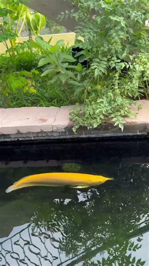 #koi #koifish Ikan naga emas #ikanhiaskoki