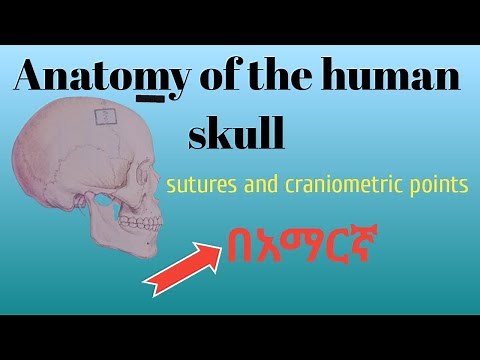 Human skull bone anatomy in amharic በአማርኛ