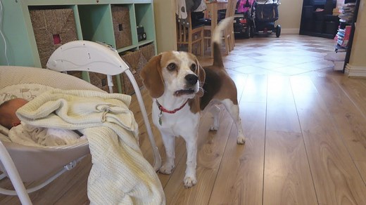 Training our beagle to babysit our newborn baby