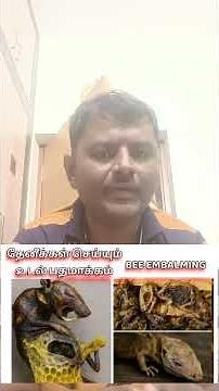 தேனீக்கள் செய்யும் உடல் பதமாக்கம்..BEE EMBALMING