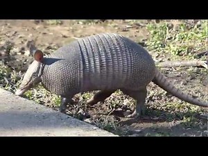 Texas Armadillo